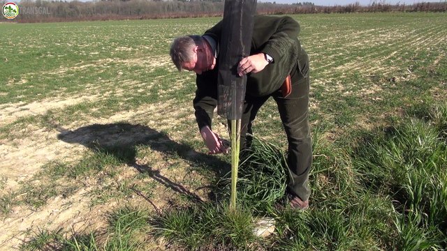 TRANSGAL - Tailler les arbres agroforestiers