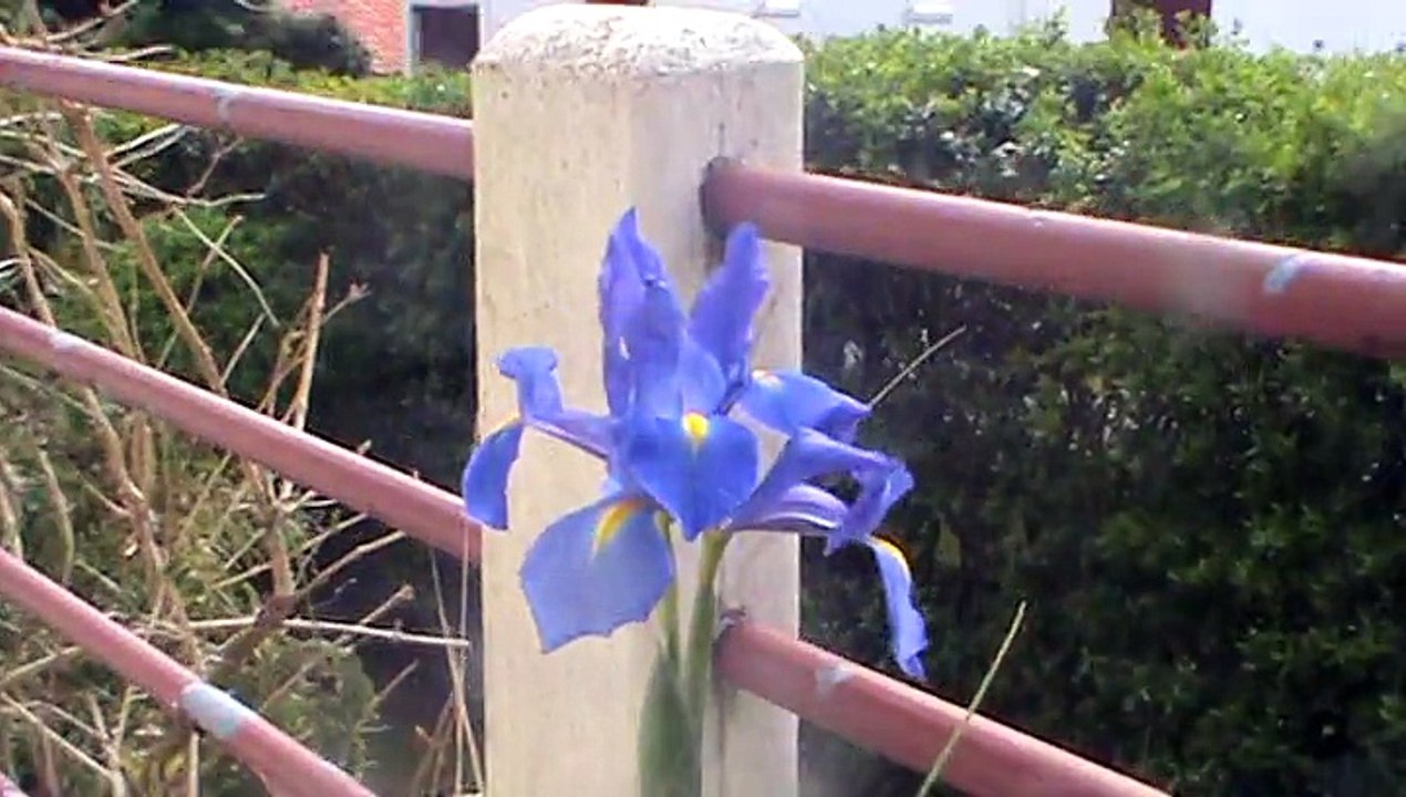 LES FLEUR BULBE