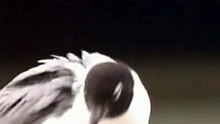 Franklin's Gull
