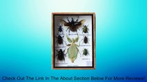 RARE REAL MIXS LEAF INSECT TAXIDERMY SET IN BOXES DISPLAY FOR COLLECTIBLES Review