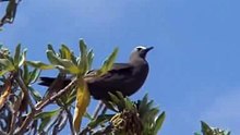 Common Noddy