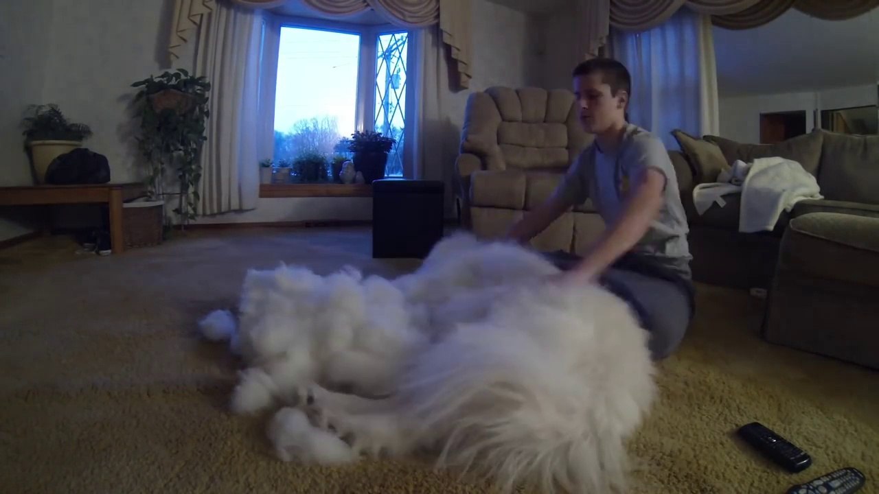 Il a brossé son chien pendant 1h, résultat : un tas de poils ENORME!