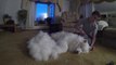 A big fat mass of dog hair after Brushing his Samoyed Sam Dog