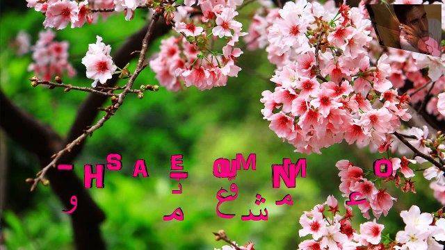 Da Yaar Naseeb - Nazia Iqbal 2014 Song - Pashto New Songs 2014 - Pashto Musafar Song