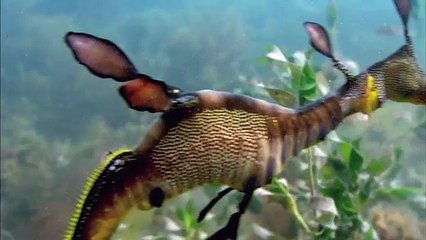Life Clip_Episode 4_Fish_ BBC Earth