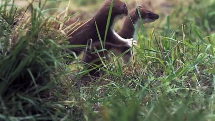 Life Clip_Episode 7_Hunters and Hunted_ BBC Earth