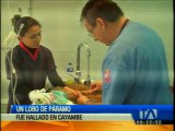 Cayambe: Rescatan a un lobo de páramo