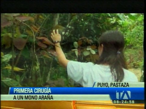 Realizan primera cirugía a un “mono araña” en Ecuador