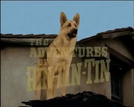 RIN TIN TIN . 14 / Fort Apache