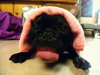 Bulldog Does His Best Impression of a Diesel Engine