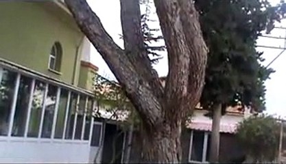 6  çam ağacı insört hazır