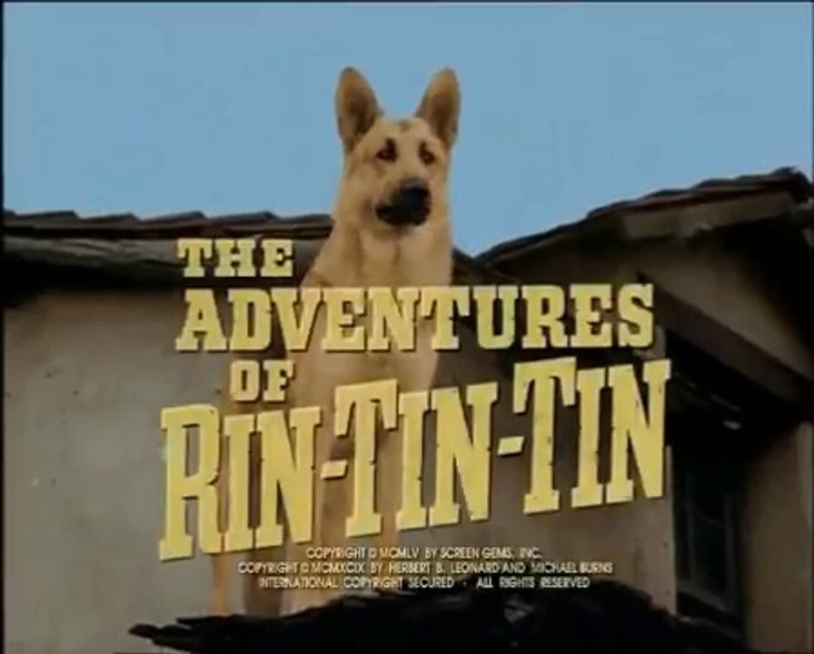 Rin-Tin-Tin . 16  / Tueur de Chats