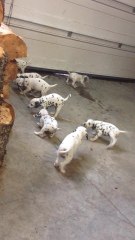Dalmatian puppies play tug of war