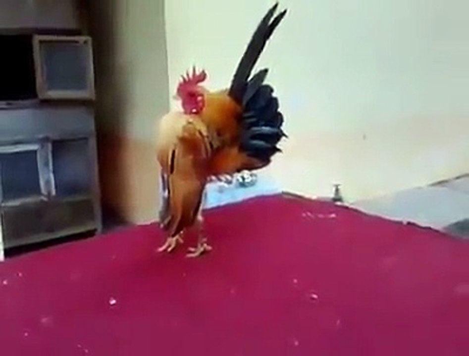 morgy ka andaz v dek