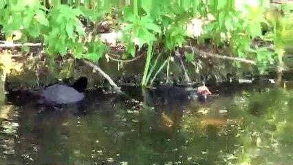 Güzellikler Her Yerde - Ördekler -