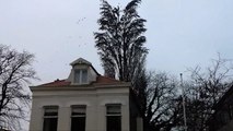 Hundreds of birds in a tree