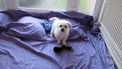 Last puppy left, Jackachon (Bichon Frise x Jack Russell) little boy