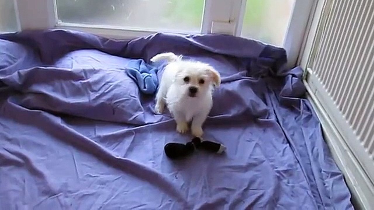 Last puppy left, Jackachon (Bichon Frise x Jack Russell) little boy