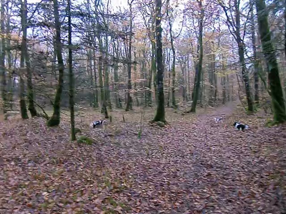 Jeux en forêt en automne