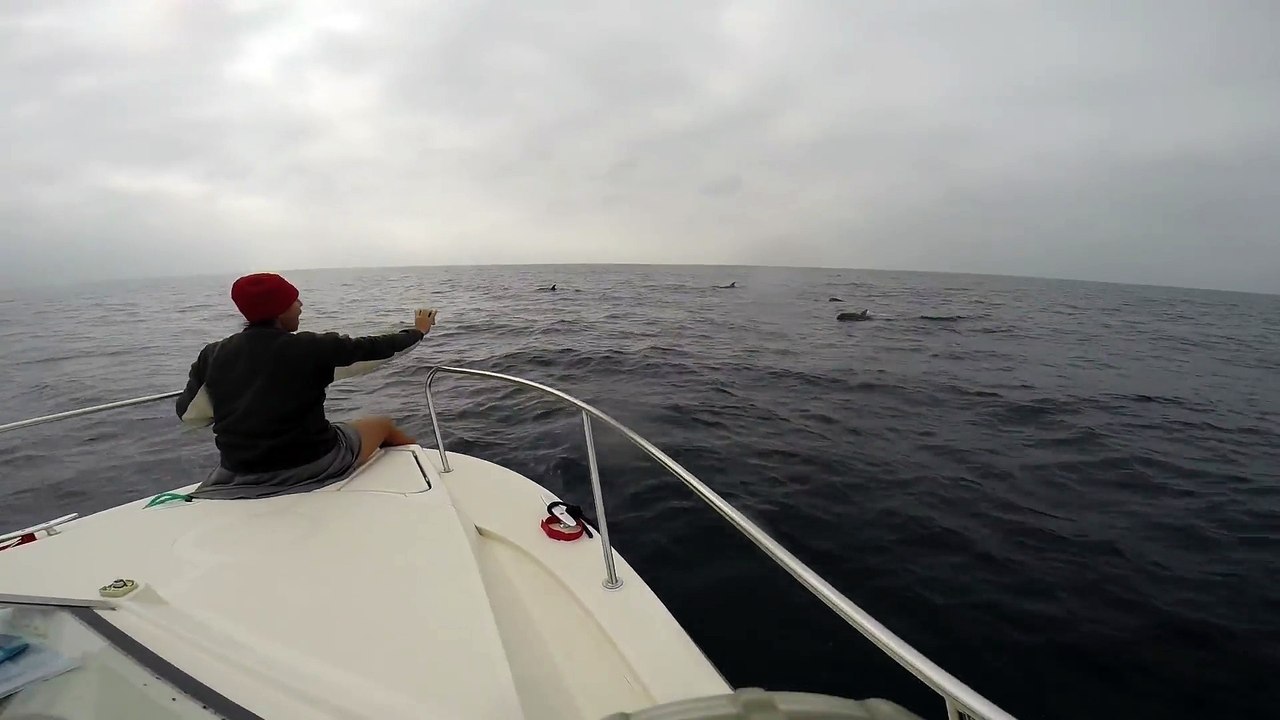 DAUPHINS