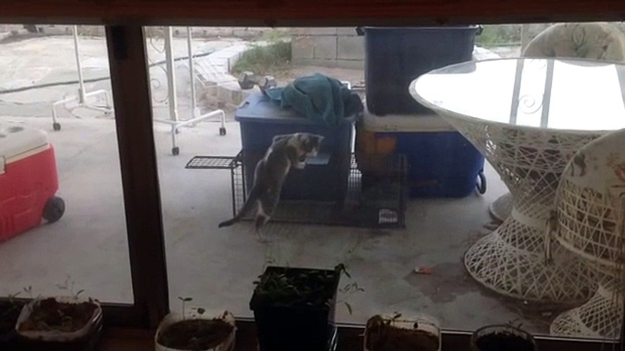 Lucky Cat evades cage