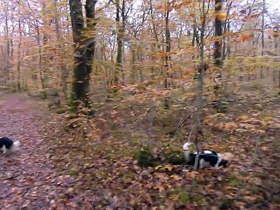 Promenade en forêt en automne