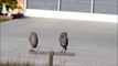 Burrowing Owls - Cape Coral , Florida U.S.A. / Brasspineapple Productions / Dailymotion