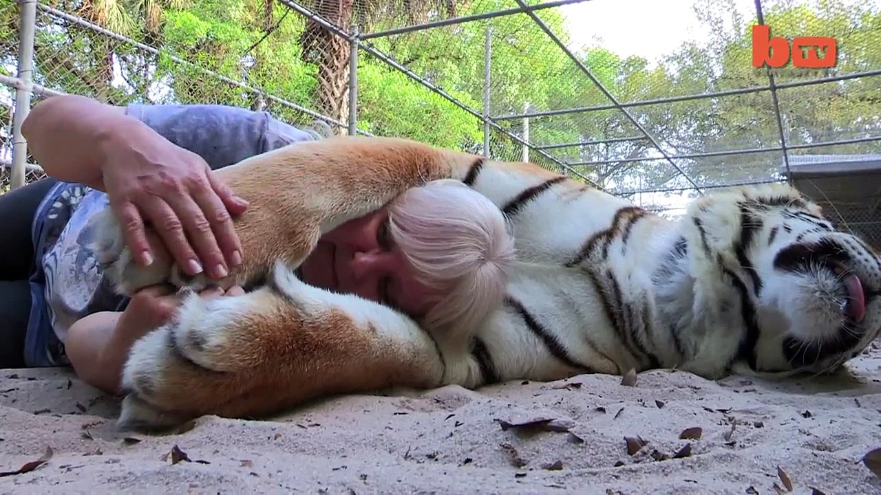 Uns têm gatos, outros Tigres-de-bengala!
