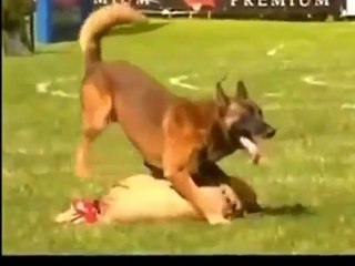 NVBK SPIRIT POWER Dances_with_Malinois