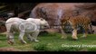 Animals Fighting Videos || Animals Fighting Videos HD Youtube