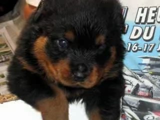 ROTTWEILER CHIOT A RESERVER
