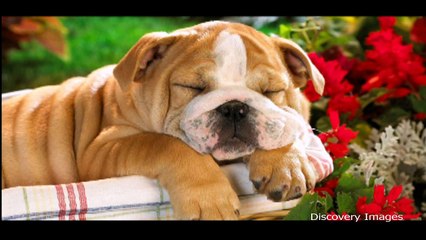 Funny Animals Videos || Funny Animals Videos HD YOUTUBE VIDEOS