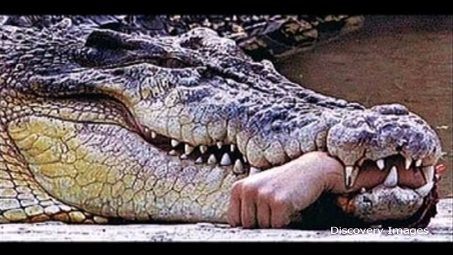 Crazy Funny Amazing Animal Videos || Crazy Funny Amazing Animal Videos Youtube