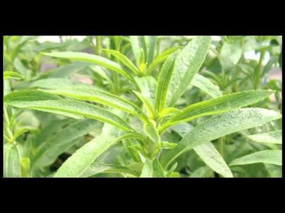 Jamaican Teas Limited