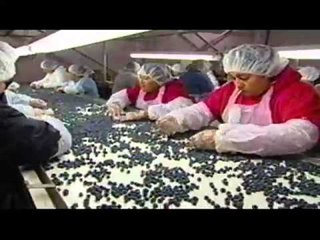 Naturipe Berry Quick fresh Blue Berry Snacks