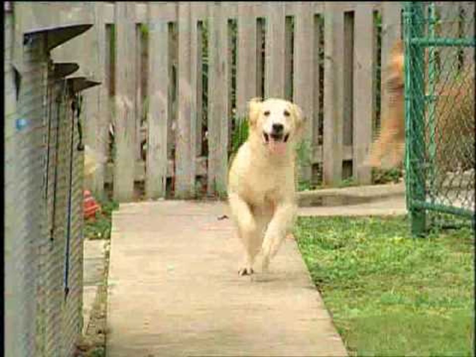 Microscopic miracles for dogs and cats