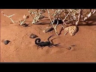 SCORPION 2014 Discovery Channel Animals   scorpion vs Scorpion BBC mpg