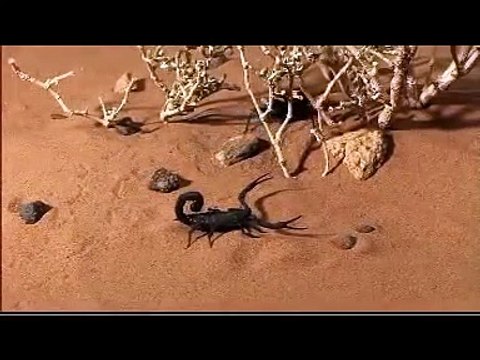SCORPION 2014 Discovery Channel Animals scorpion vs Scorpion BBC mpg