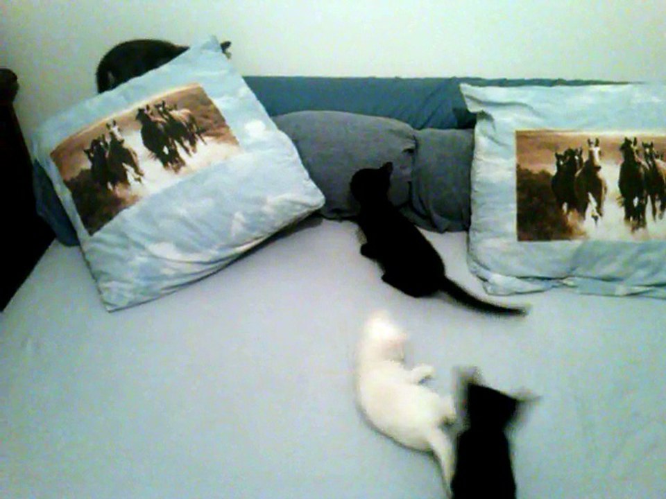 NOVEMBRE 2014 : MILKA et ses copains en plein délire !