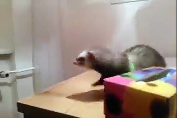 I Belive i Can Fly Funny Animal Must Watch