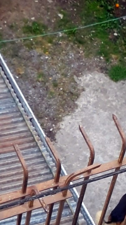 Pelea de gatos