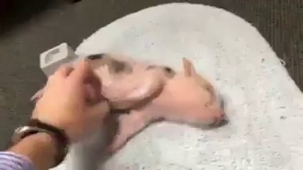 Very Cute Baby Pigs - Fungamtube.com