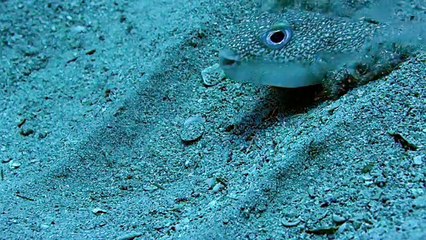 Wow    Nature   s Greatest Artist