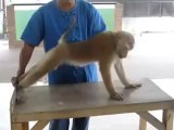 Monkey Push Ups Exercise - Funny Push Up Monkey Exercise