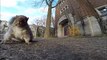 Dunya News - Squirrel steal GoPro and carries it up on tree