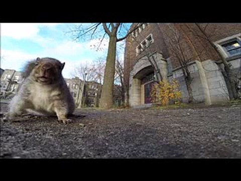 Dunya News - Squirrel steal GoPro and carries it up on tree