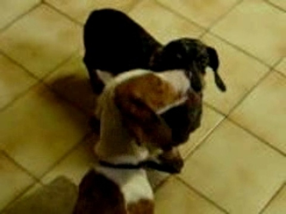 Biloute fais des bisou à Sido grogneuz