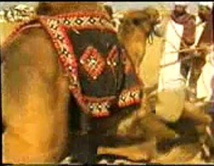camel fight dera mela