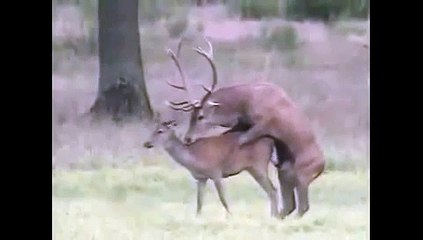 Animals mate Deer  cute Animal funny