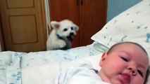 Köpeğin bebek sevgisi